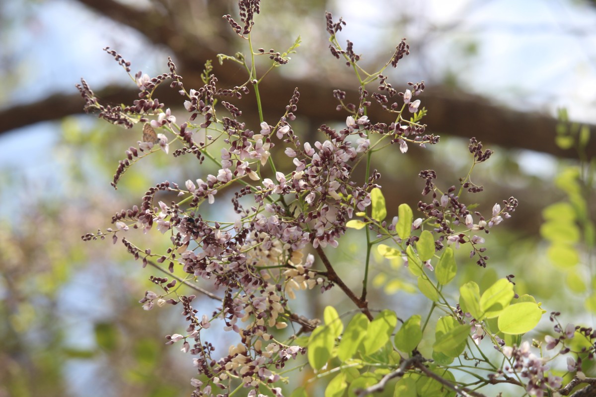 Dalbergia lanceolaria L.f.